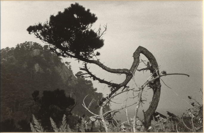 Point Lobos Cedar